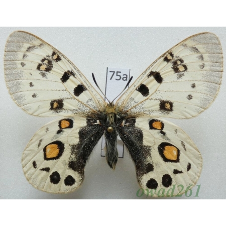 Parnassius széchenyii subsp. evacaki Schulte, 1992 China75a